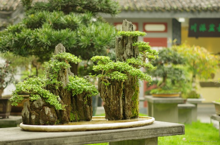 A beautiful, tiny bonsai mountainscape in Baihuatan Park in
Chengdu