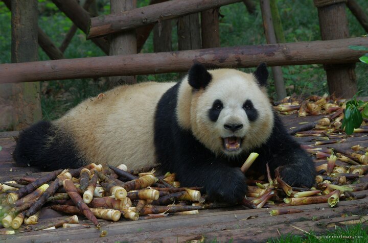 A simple way to make it certain nobody gets your food: lay down on
it