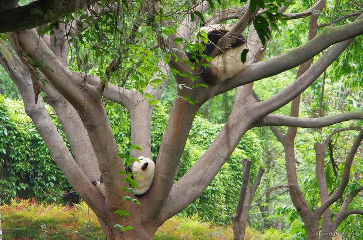 Soft panda, warm panda, little ball of fur...