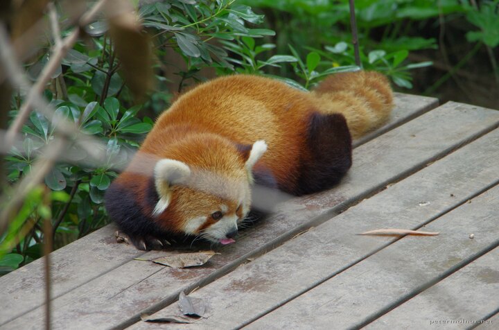 Is it safe? I don't know, lick it! - thoughs of a red panda before
laying down