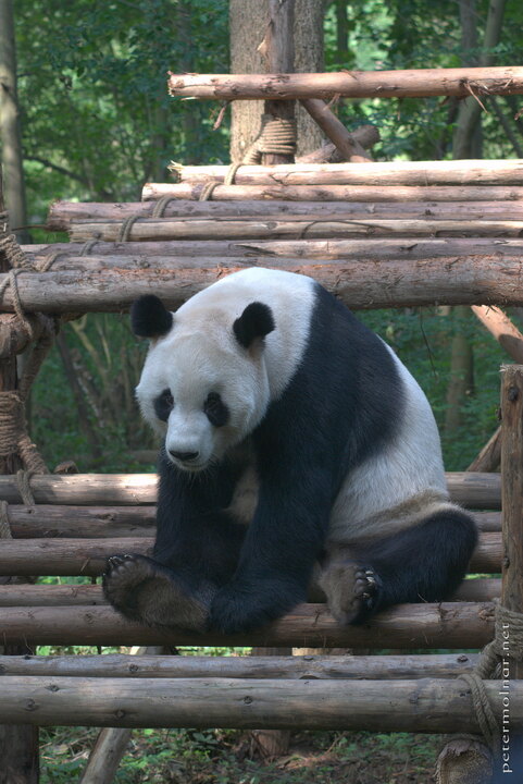 The adult Giant Panda is even more lazy than a cub, if that is even
possible, but when it's food time, they somehow manage to get
up