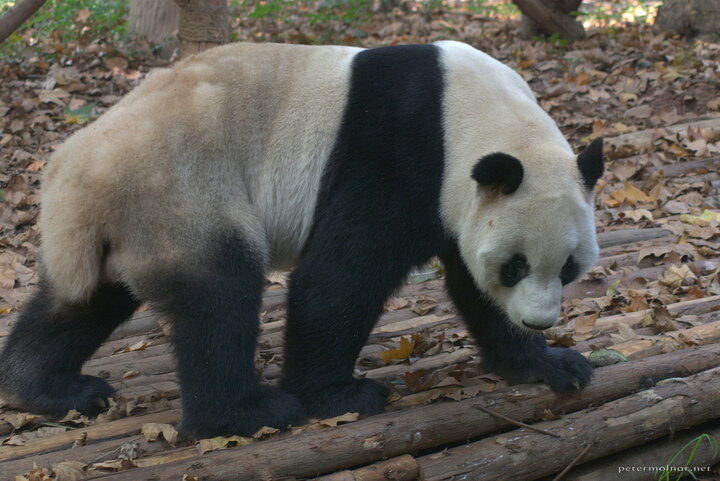 ...so the giant panda starts walking towards the
food...