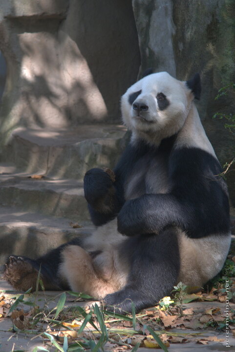 ...then the giant panda sits down and waits for the
food...