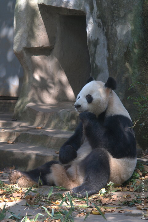 ...once the giant panda gets the food, it starts eating
it...