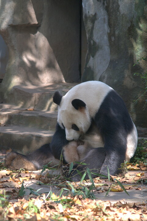 ...from it's belly - the laziness of the giant panda is
incredible