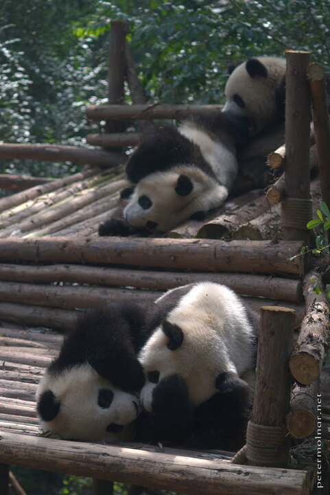 Playing panda cubs in the Chengdu Panda Research
Center