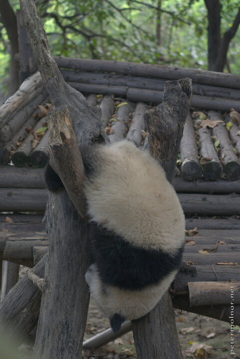 ...and midway it realised the mistake, so he kept hanging using his
back legs...