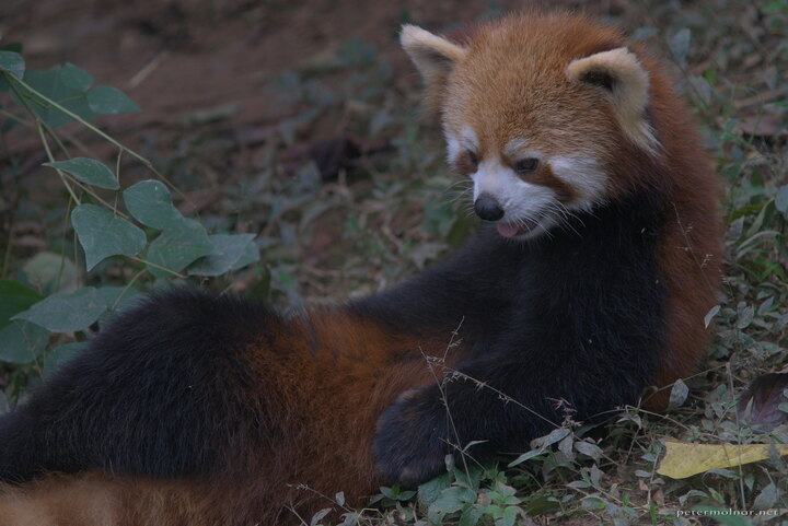 Red pandas are a mix of bears and cats and they move so much that it's
a real struggle to get a sharp picture of
them