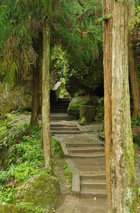 Ancient pines and stairs at the rear peak of Mount
Qingcheng