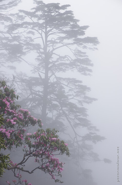 The thick fog is useful to create Chinese painting-like photos of
flowers and pines at Mount Emei