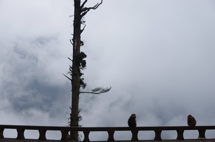 There are moments in your life which you never expect, never
anticipate to see: a buddhist temple, with a monkey family, buried in
the clouds, where the monkeya sit on the railing to watch the
nothingness of the passing fog.