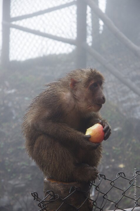 Wet monkey with and apple at Mount Emei