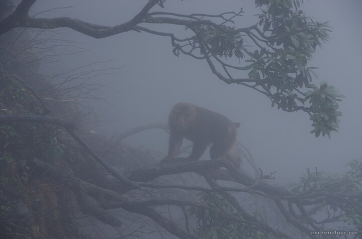 Pack lead monkey at Mount Emei