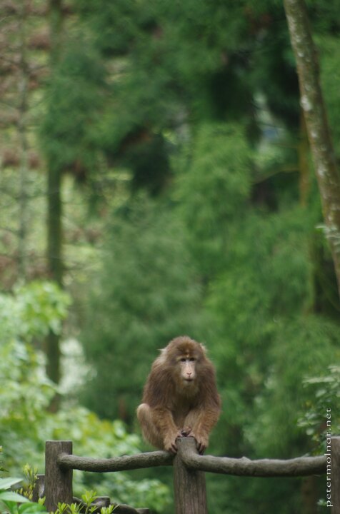 Monkey at Mount Emei