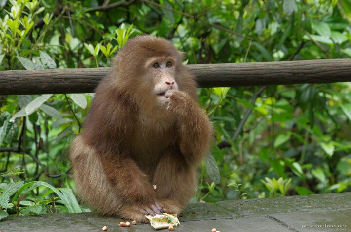 Amused monkey eating some treats at Emeishan