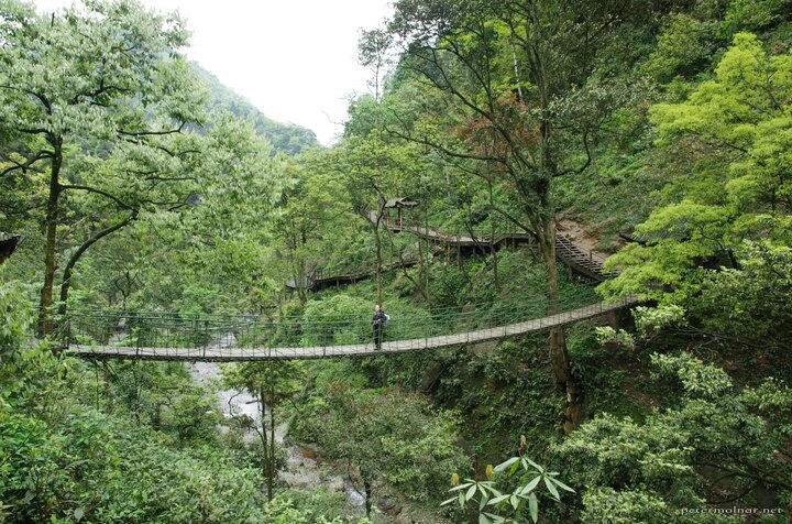 The area with one of the monkey families at Emeishan looks like it's
from Neverland