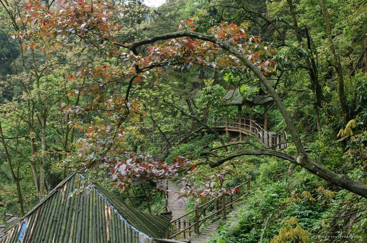 Another view of the monkey area at Emeishan