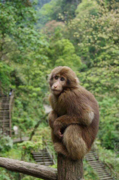 Cute monkey trying to get food out of the tourists