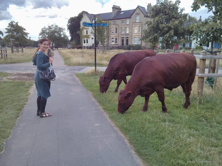 Cows in the middle of Cambridge