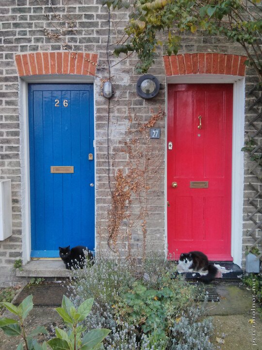 doors with cats