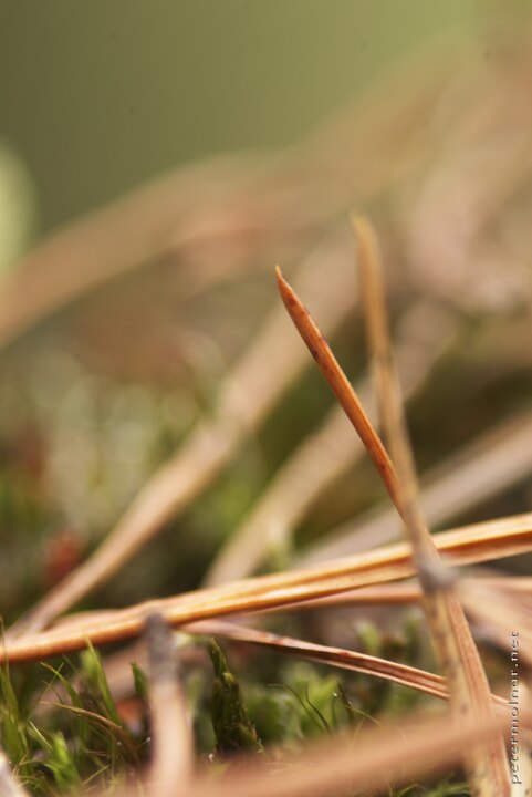 abstract of pine needles