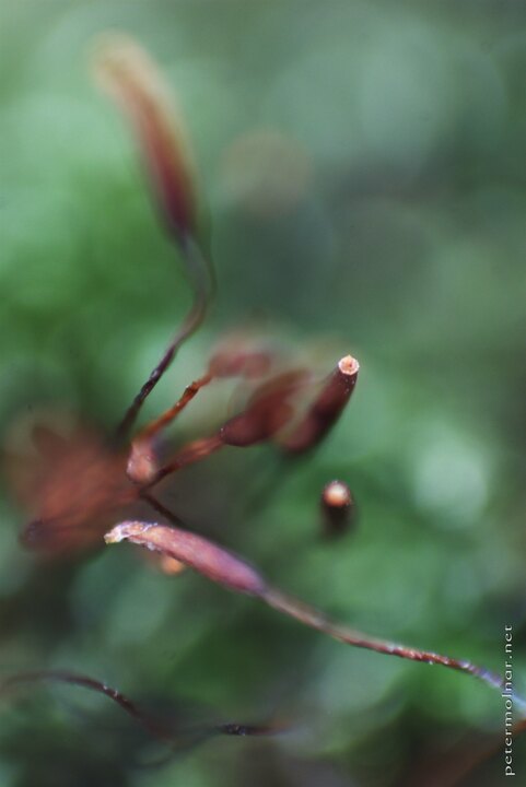 Autumn Impressions - Blooming moss