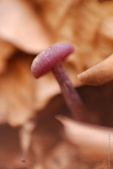 Autumn Impressions - Purple Mushroom