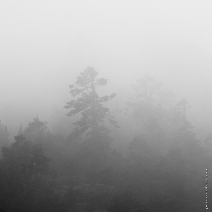 B&W - pines in the mist