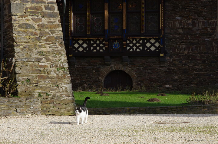 Castle Cat