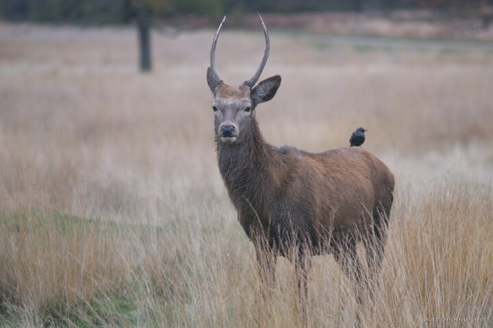 Deer with starling