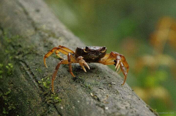 Mount Emei crab