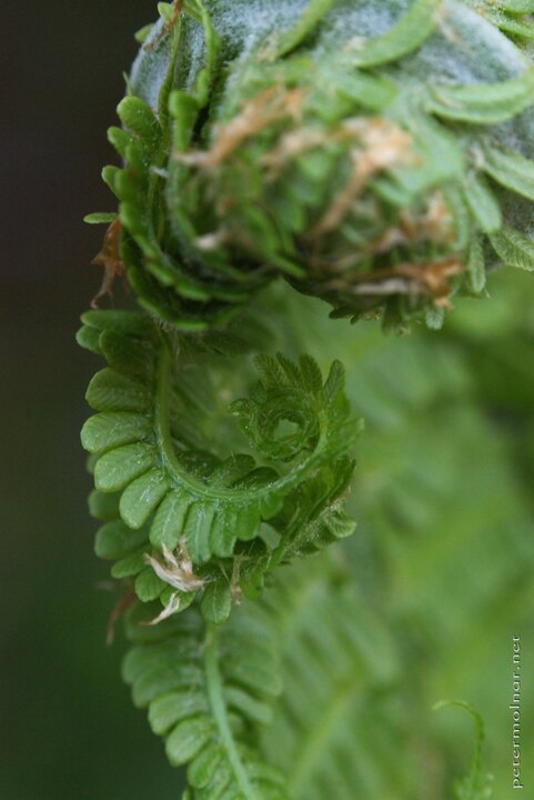 Hidden world - natural fractal