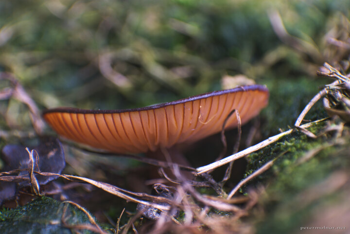 Hidden world - orange mushroom