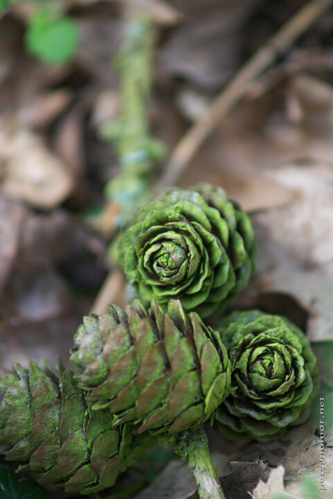 Hidden world - pine cones in Norfolk forest