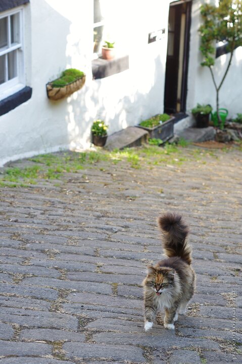 Matlock cat