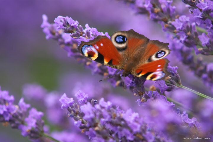 Norfolk Lavender - European Peacock butterfly