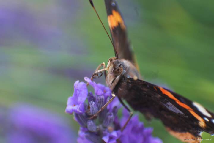 Norfolk Lavender - Tortile Tongue