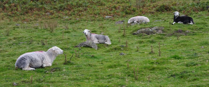 Shades of Herdwick