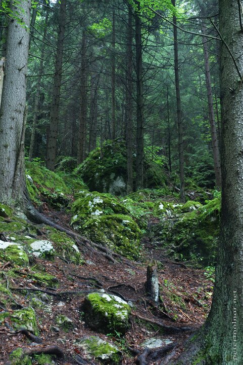 Slovenský raj - Forest view