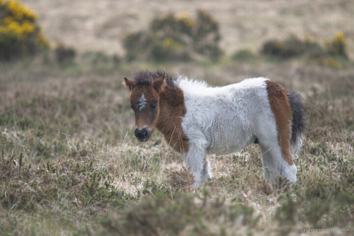 South-West England - a Dartmoor pony