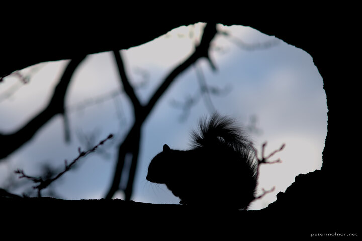 Squirrel silhouette