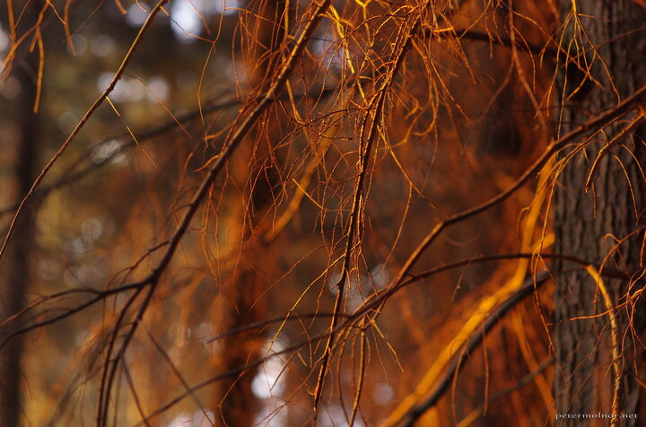 Sunset branches