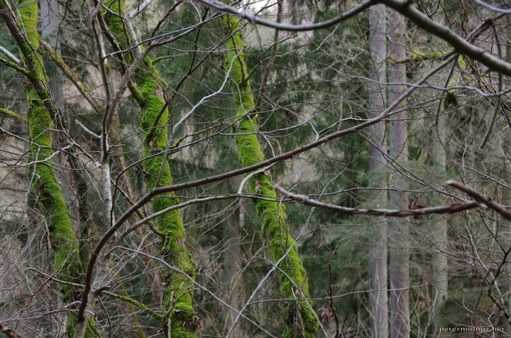 The impossible colours of a forest