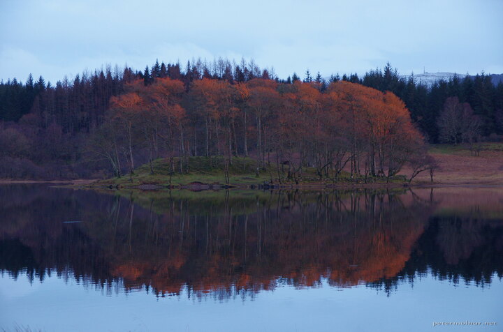 Trees burning in the sunset