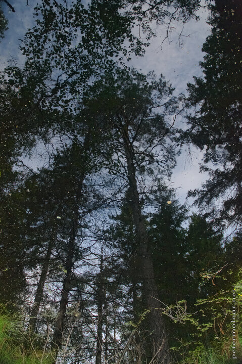 Trees - Reflections in Norra Lunsen