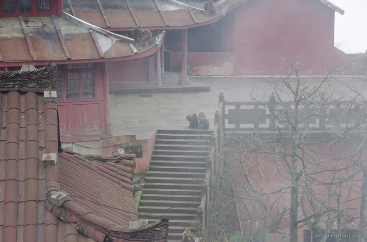 elephant-bathing-pool-xixiangchi-monastery.jpg An ancient monastery, with only a handful a people, up in the clouds,
with red walls, silence, and monkey
families