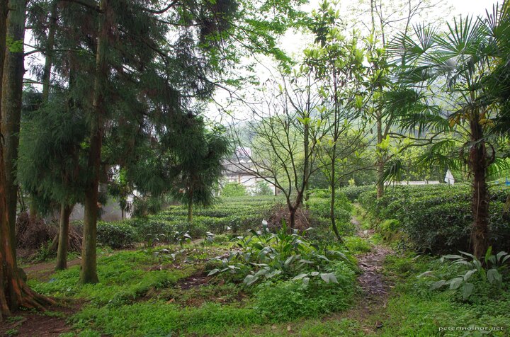 mount_emei_127.jpg Emeishan has a lot of tea gardens...