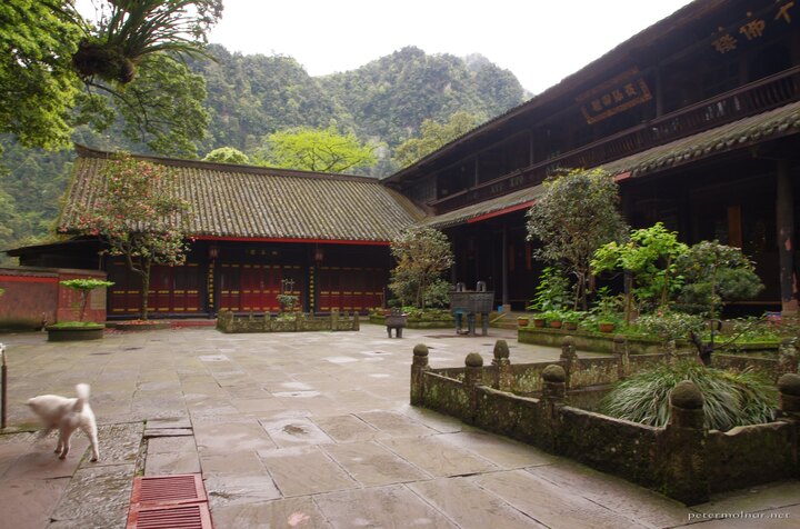 mount_emei_77.jpg Another monastery garden at Mount Emei - this time with a happy and
curious dog
