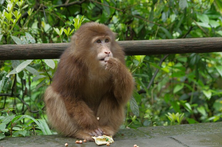 mount_emei_86.jpg Amused monkey eating some treats at Emeishan