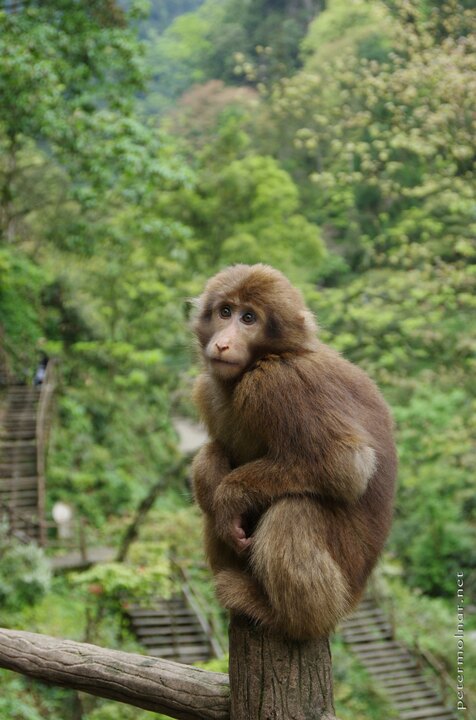 mount_emei_98.jpg Cute monkey trying to get food out of the tourists